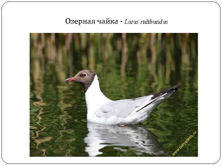 Озерная чайка - Larus ridibundus 