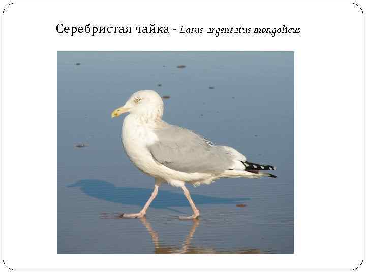 Серебристая чайка - Larus argentatus mongolicus 