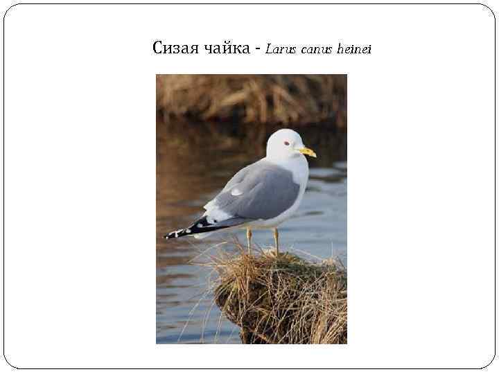 Сизая чайка - Larus canus heinei 