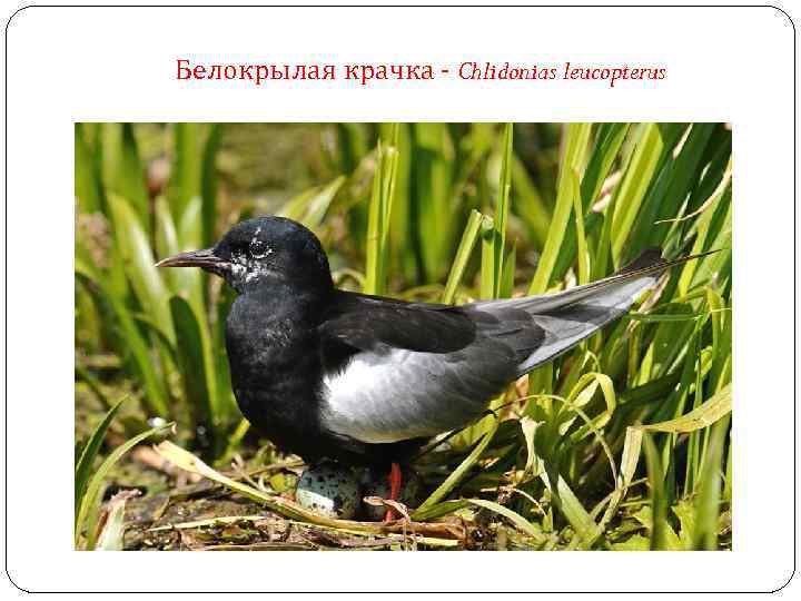 Белокрылая крачка - Chlidonias leucopterus 