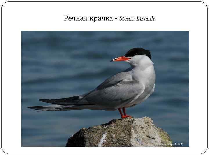 Речная крачка - Sterna hirundo 