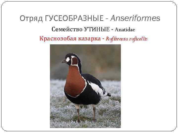 Отряд ГУСЕОБРАЗНЫЕ - Anseriformes Семейство УТИНЫЕ - Anatidae Краснозобая казарка - Rufibrenta ruficollis 