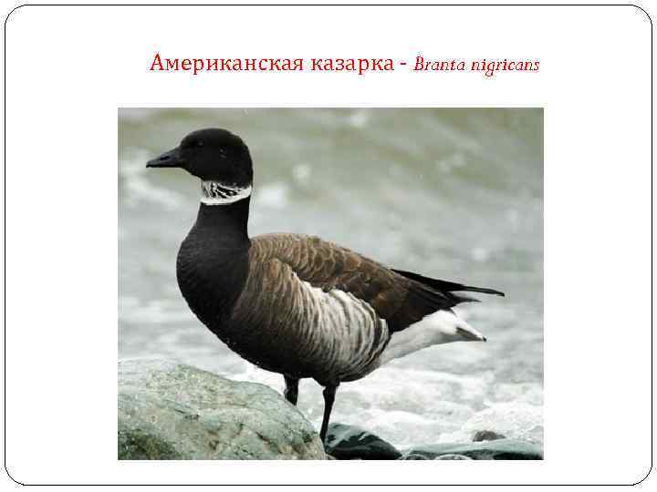 Американская казарка - Branta nigricans 