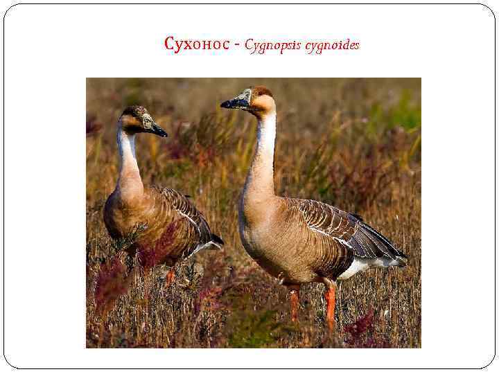 Сухонос - Cygnopsis cygnoides 