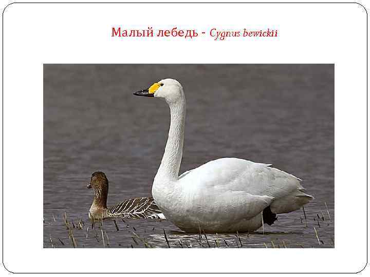 Малый лебедь - Cygnus bewickii 