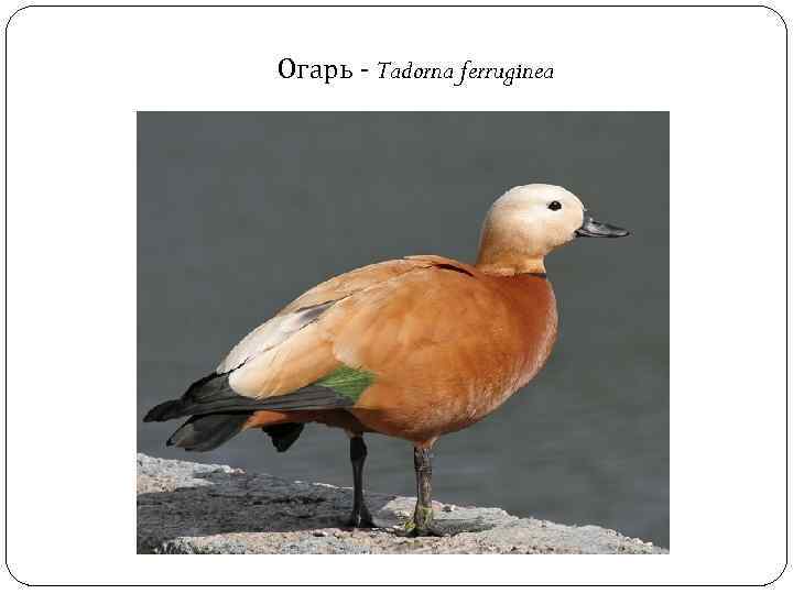 Огарь - Tadorna ferruginea 