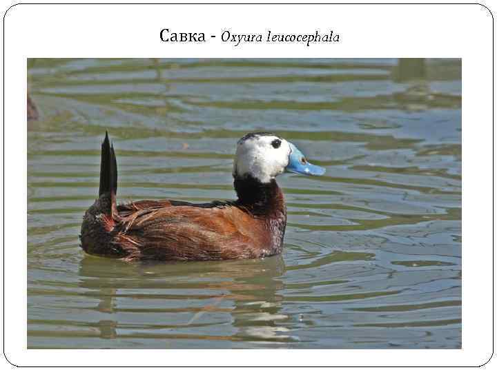 Савка - Oxyura leucocephala 