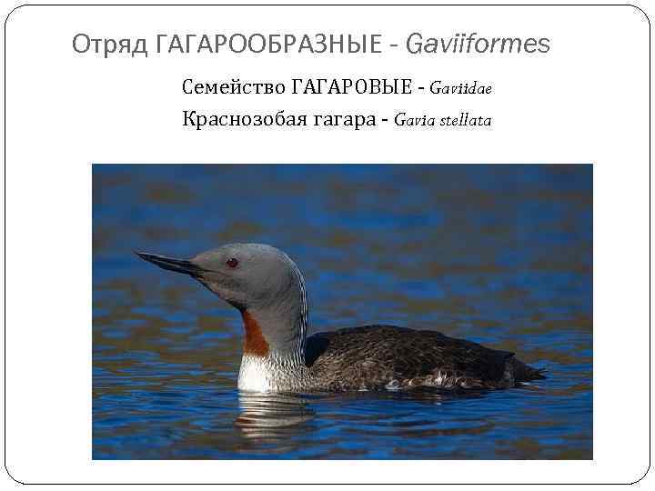 Отряд ГАГАРООБРАЗНЫЕ - Gaviiformes Семейство ГАГАРОВЫЕ - Gaviidae Краснозобая гагара - Gavia stellata 