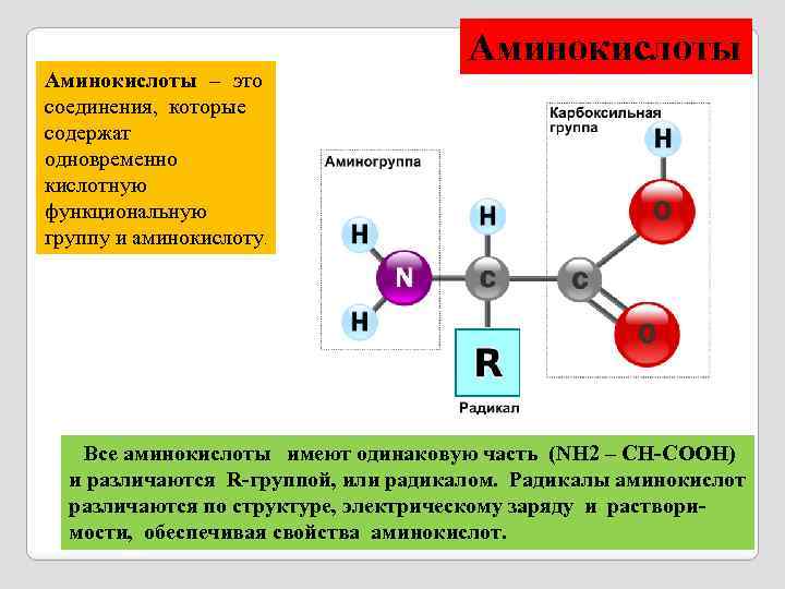 Аминокислоты – это соединения, которые содержат одновременно кислотную функциональную группу и аминокислоту. Аминокислоты Все