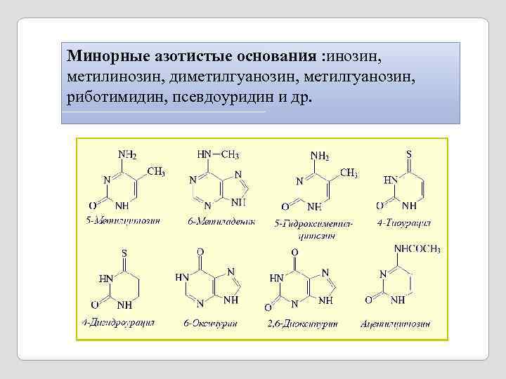 Минорные азотистые основания : инозин, метилинозин, диметилгуанозин, риботимидин, псевдоуридин и др. 