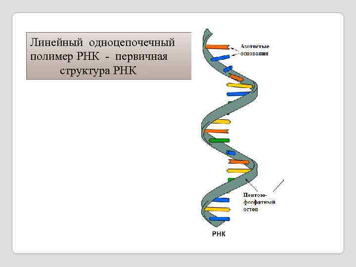 Линейный одноцепочечный полимер РНК - первичная структура РНК 