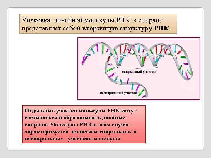Упаковка линейной молекулы РНК в спирали представляет собой вторичную структуру РНК. Отдельные участки молекулы
