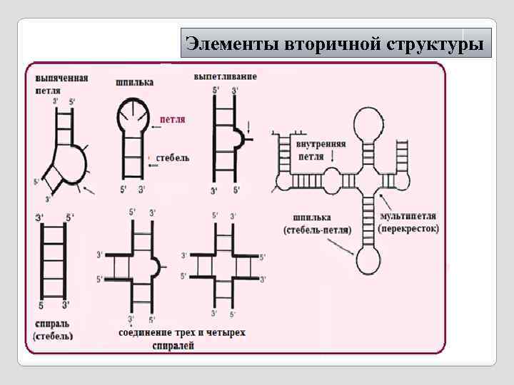 Элементы вторичной структуры 