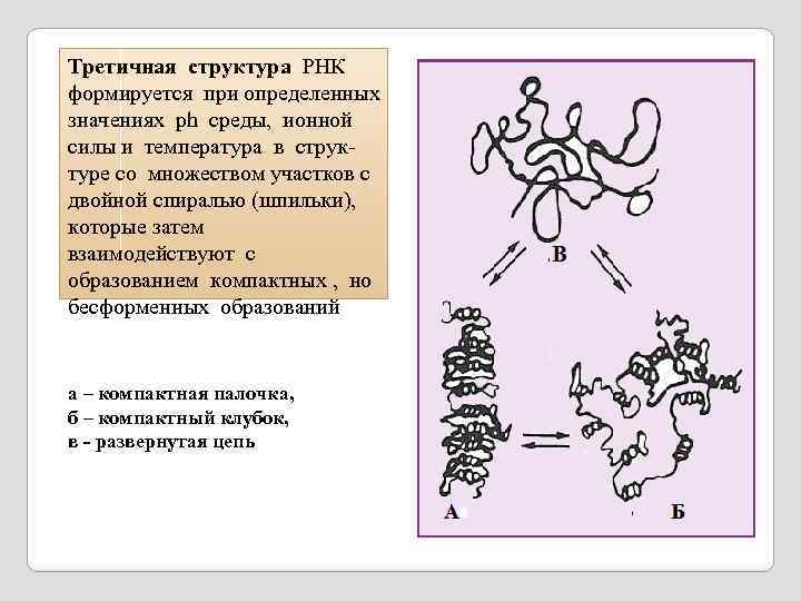 Третичная структура РНК формируется при определенных значениях рh среды, ионной силы и температура в