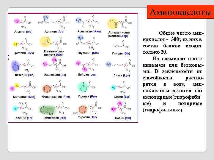 Аминокислоты Общее число аминокислот - 300; из них в состав белков входит только 20.