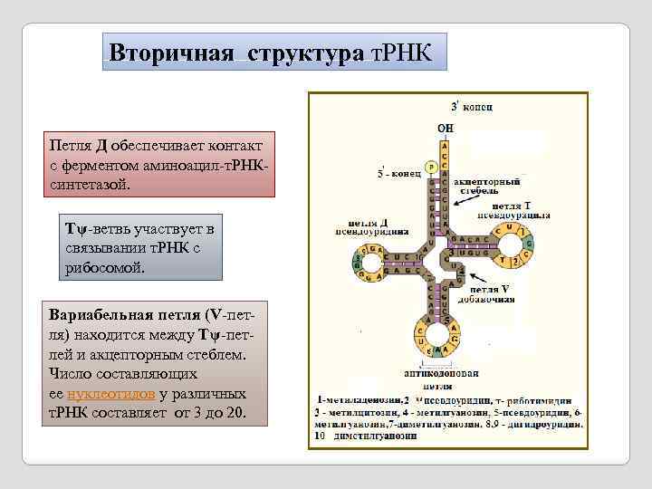 Вторичная структура т. РНК Петля Д обеспечивает контакт с ферментом аминоацил-т. РНКсинтетазой. Tψ-ветвь участвует