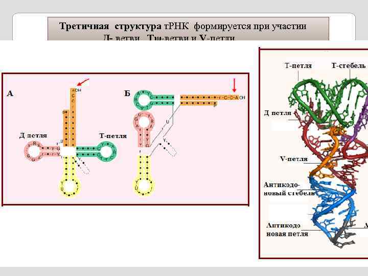 Белки и рнк входят. Строение ТРНК первичная структура. Первичная вторичная и третичная структура ТРНК. Третичная структура т РНК. Структуры РНК первичная вторичная и третичная.