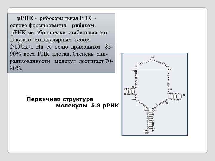  р. РНК - рибосомальная РНК - основа формирования рибосом. р. РНК метаболически стабильная