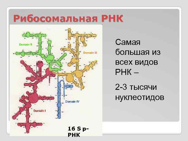 Рибосомальная РНК Самая большая из всех видов РНК – 2 -3 тысячи нуклеотидов 16