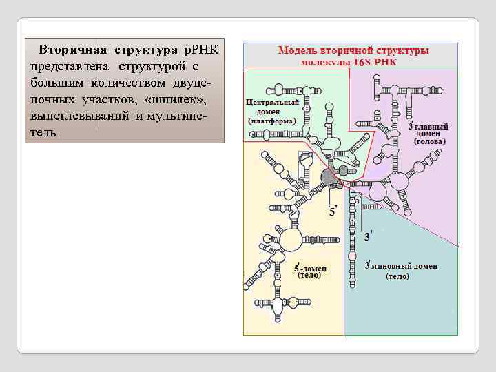  Вторичная структура р. РНК представлена структурой с большим количеством двуцепочных участков, «шпилек» ,