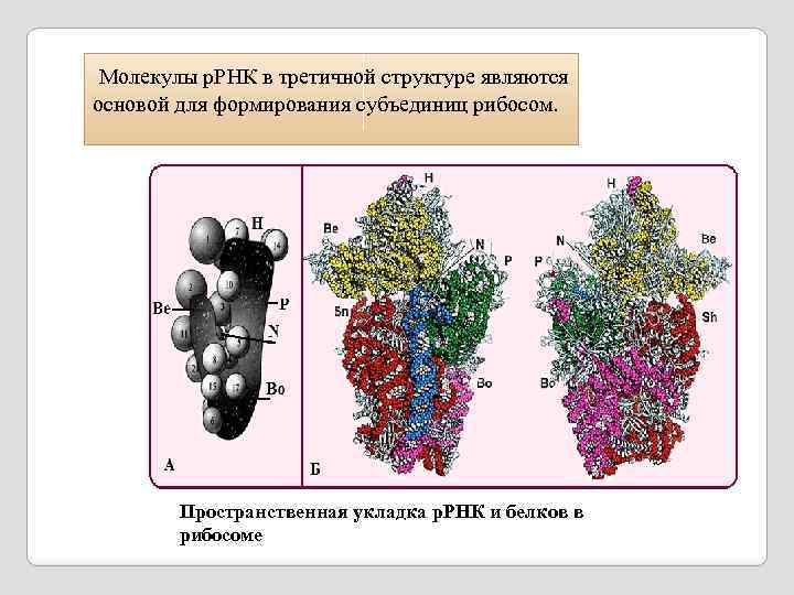  Молекулы р. РНК в третичной структуре являются основой для формирования субъединиц рибосом. Пространственная