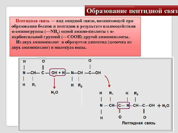 Образование пептидной связи Пептидная связь — вид амидной связи, возникающей при образовании белков и