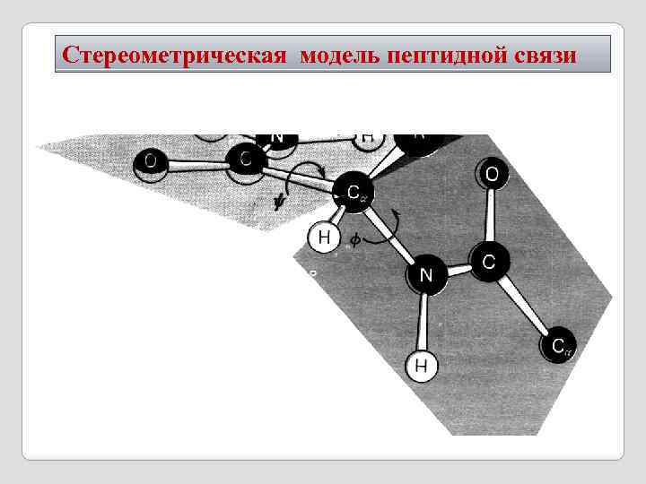 Стереометрическая модель пептидной связи 
