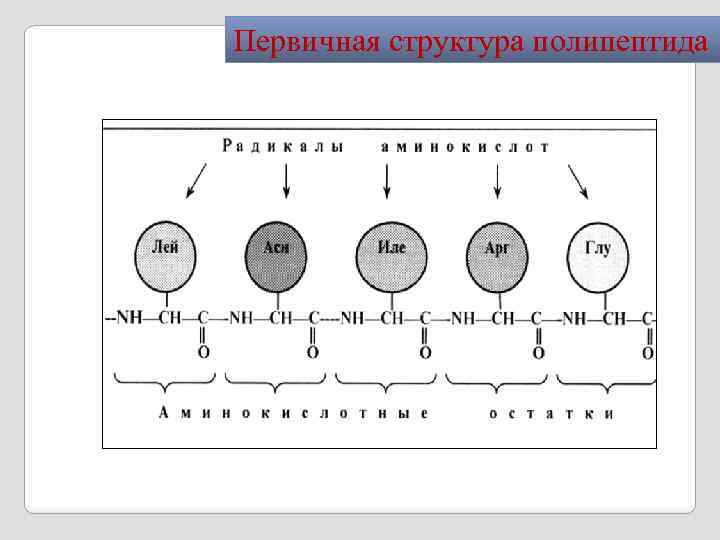 Первичная структура полипептида 