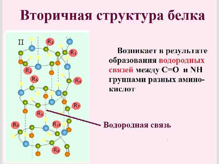 Белки строение и функции презентация