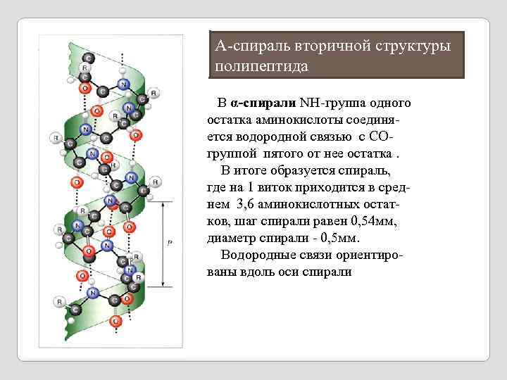 Рассмотрите рисунок с изображением полипептида