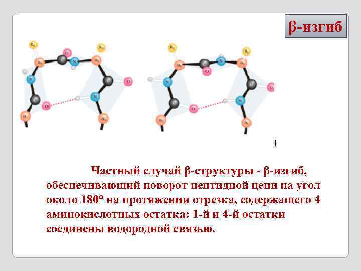 β-изгиб Частный случай β-структуры - β-изгиб, обеспечивающий поворот пептидной цепи на угол около 180°
