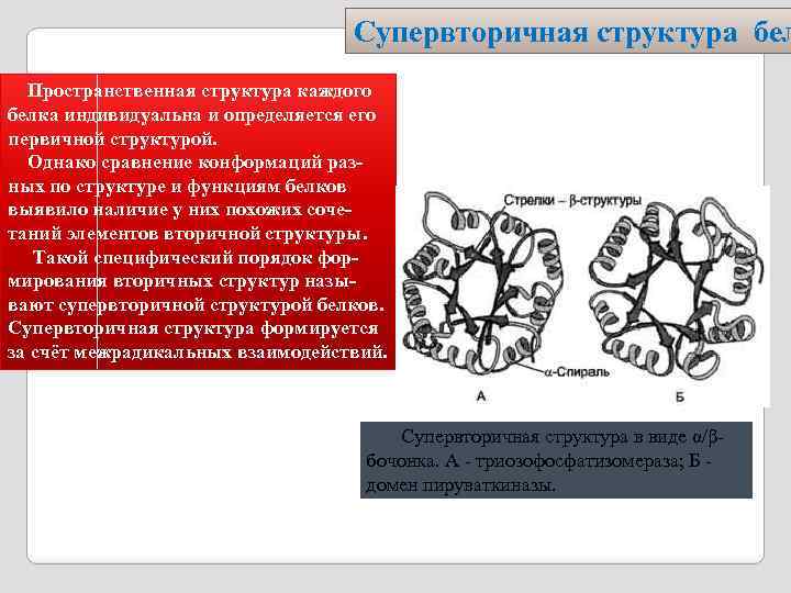Супервторичная структура бел Пространственная структура каждого белка индивидуальна и определяется его первичной структурой. Однако