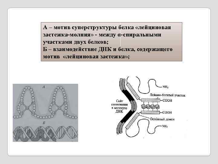 А – мотив суперструктуры белка «лейциновая застежка-молния» - между α-спиральными участками двух белков; Б