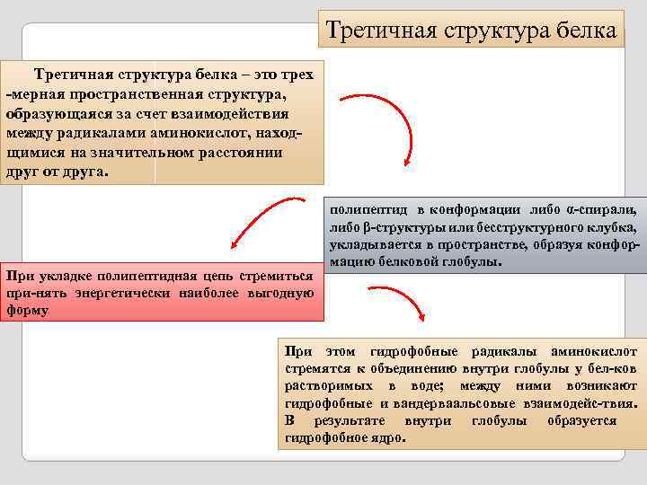 Третичная структура белка – это трех -мерная пространственная структура, образующаяся за счет взаимодействия между