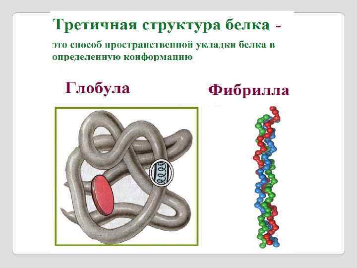 Третичная структура белка фото