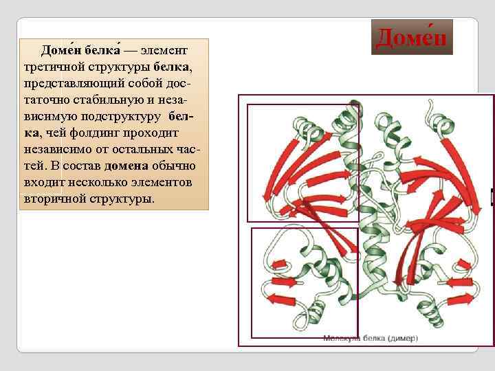  Доме н белка — элемент третичной структуры белка, представляющий собой достаточно стабильную и