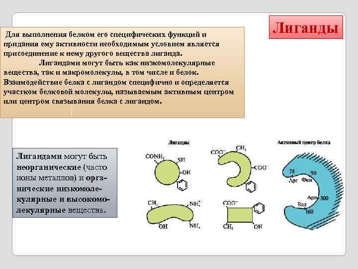  Для выполнения белком его специфических функций и придания ему активности необходимым условием является