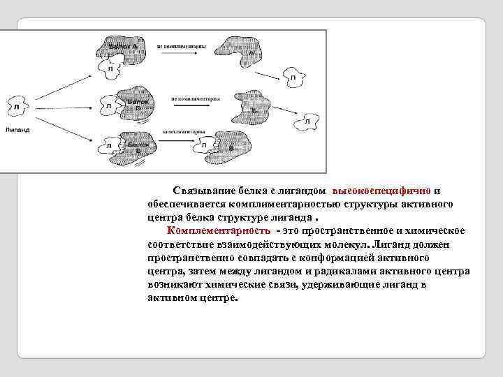  Связывание белка с лигандом высокоспецифично и обеспечивается комплиментарностью структуры активного центра белка структуре