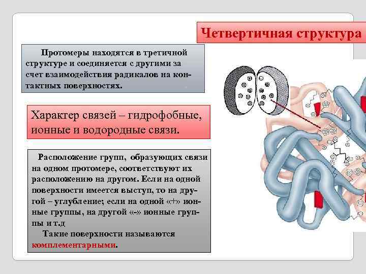 Молекулы имеют первичную вторичную третичную четвертичную структуры. Четвертичная структура комплементарность. Четвертичная структура белков. Структуры белка первичная вторичная третичная четвертичная.