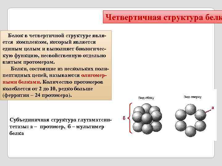Четвертичная структура белк Белок в четвертичной структуре является комплексом, который является единым целым и