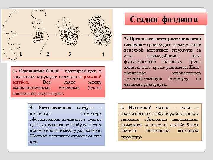 Какая структура белка характерна глобула