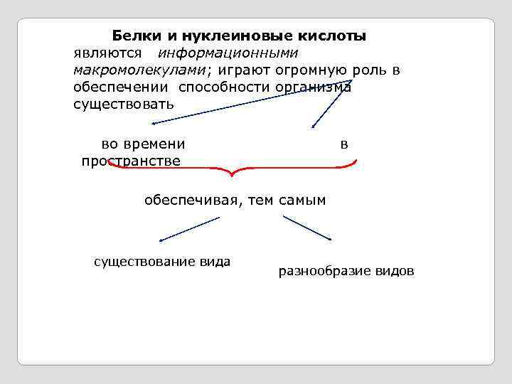  Белки и нуклеиновые кислоты являются информационными макромолекулами; играют огромную роль в обеспечении способности