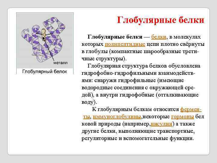 Глобулярные белки — белки, в молекулах которых полипептидные цепи плотно свёрнуты в глобулы (компактные