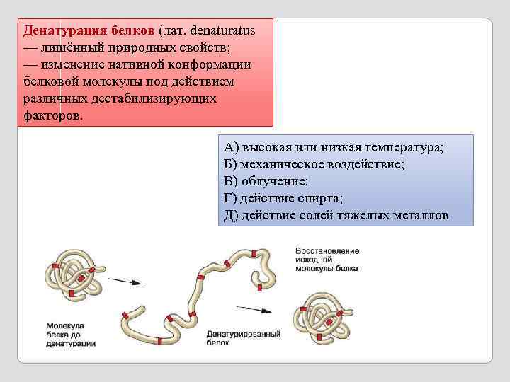 Денатурация белка презентация