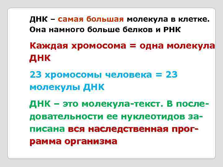 ДНК – самая большая молекула в клетке. Она намного больше белков и РНК Каждая