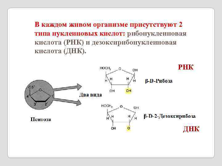 В каждом живом организме присутствуют 2 типа нуклеиновых кислот: рибонуклеиновая кислота (РНК) и дезоксирибонуклеиновая