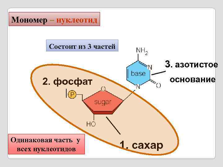 Мономер – нуклеотид Состоит из 3 частей 3. азотистое основание 2. фосфат Одинаковая часть