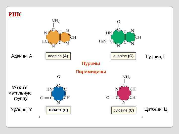 РНК Аденин, А Гуанин, Г Убрали метильную группу Урацил, У Цитозин, Ц 