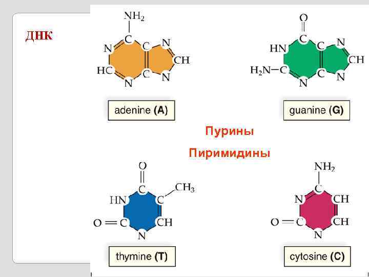 ДНК Пурины Пиримидины 