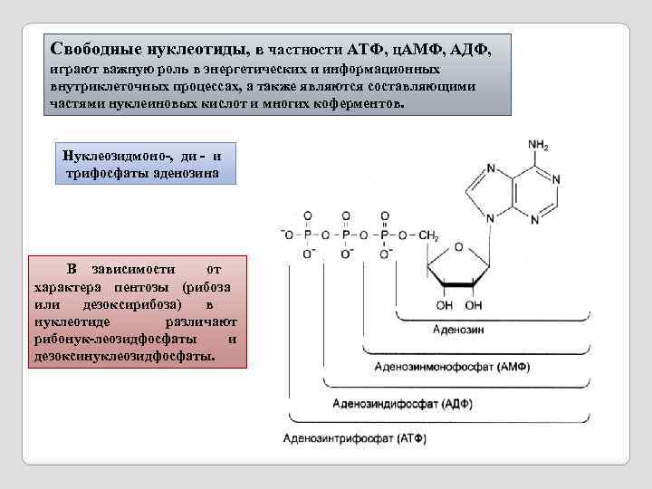 Характерные признаки атф. Схема нуклеотида АТФ. АТФ И ЦАМФ структура.